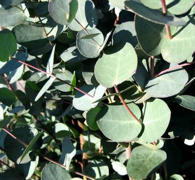 EUCALYPTUS GUNNII